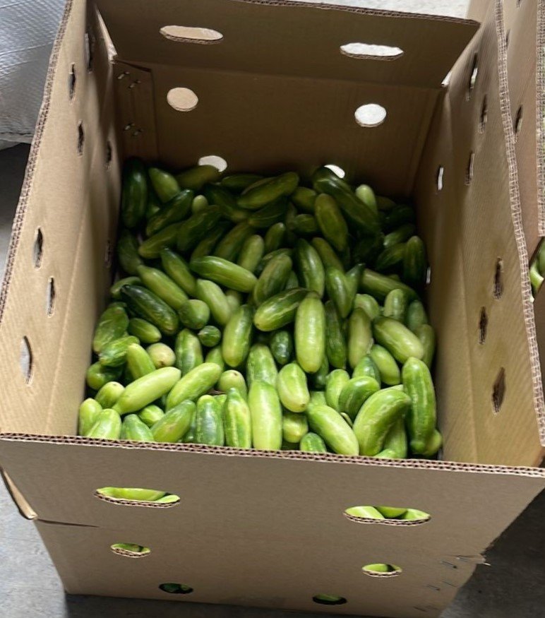 Ivy Gourd